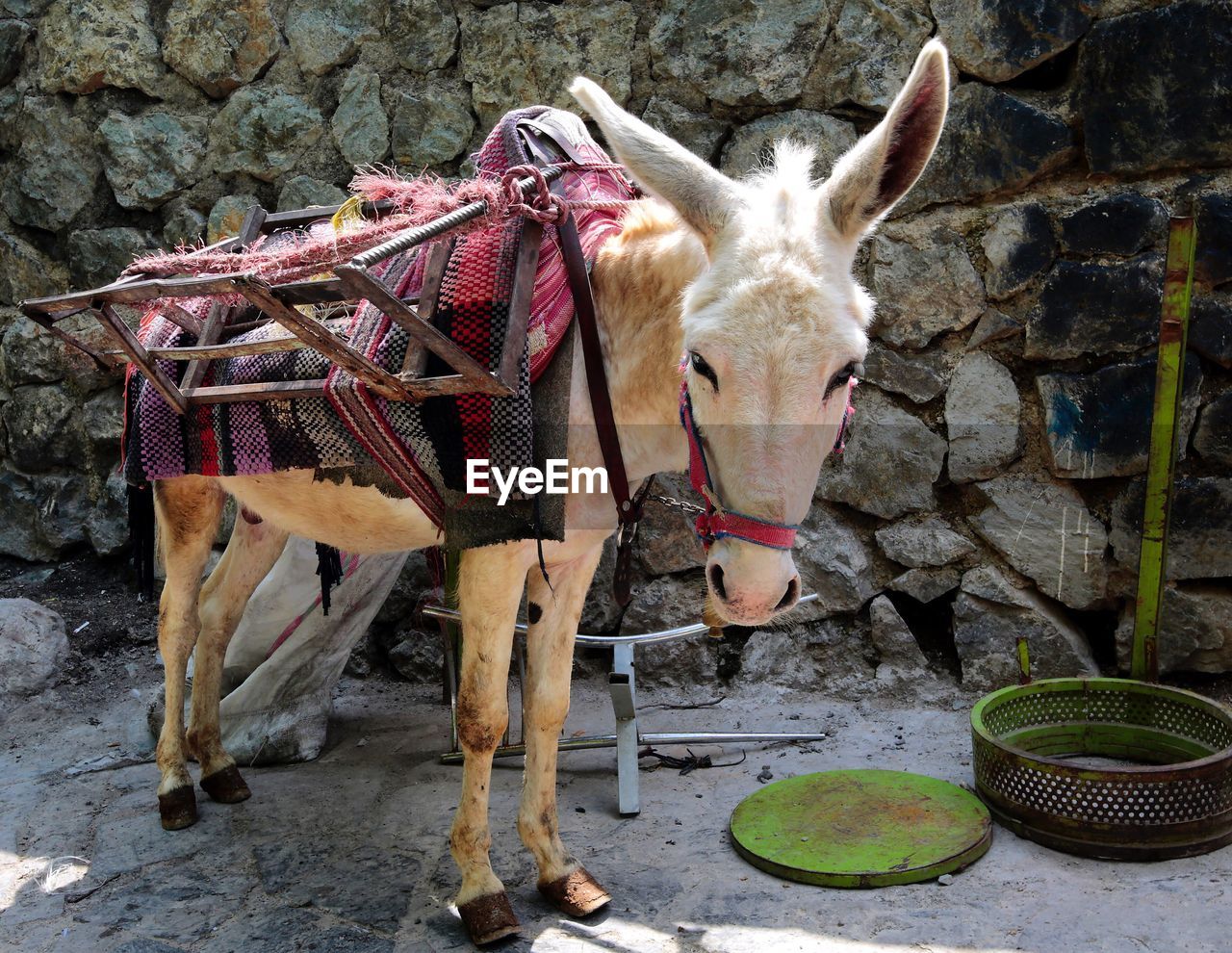 Portrait of donkey standing against stone wall