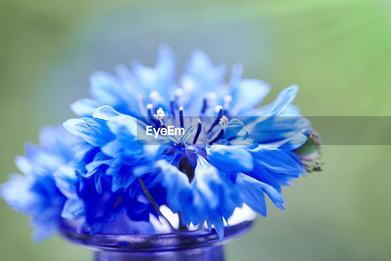 Close-up of purple flower