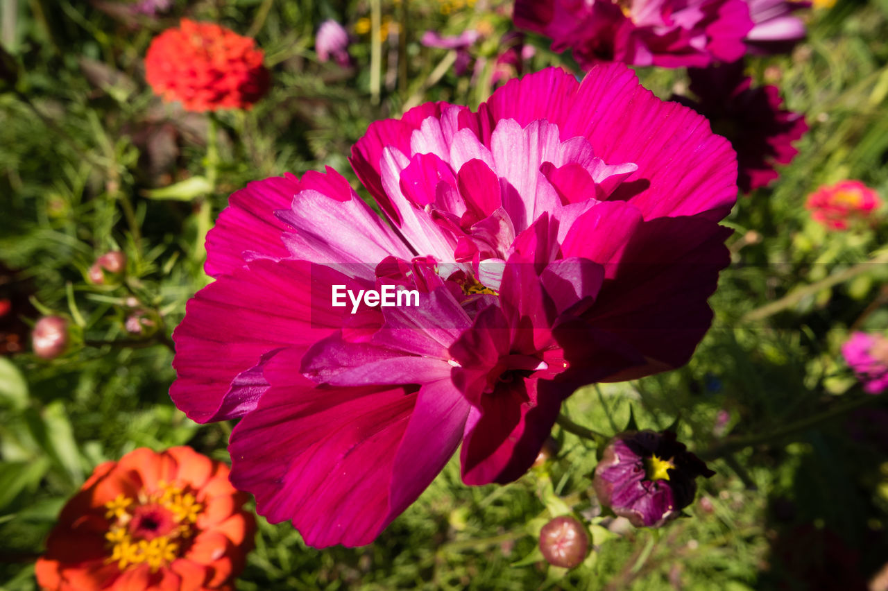 CLOSE-UP OF PINK FLOWERS