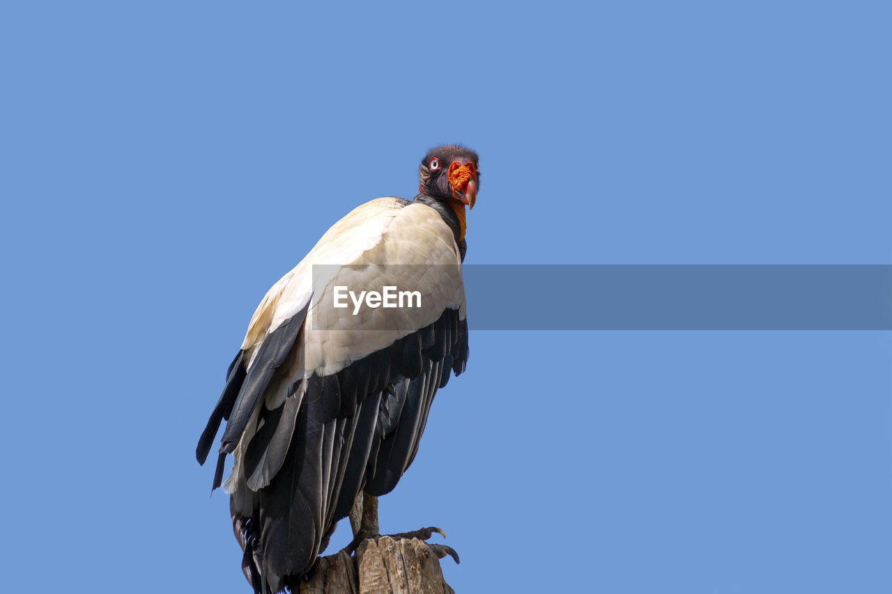 LOW ANGLE VIEW OF EAGLE PERCHING ON THE BLUE SKY