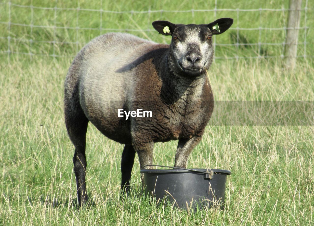 PORTRAIT OF SHEEP STANDING IN FARM