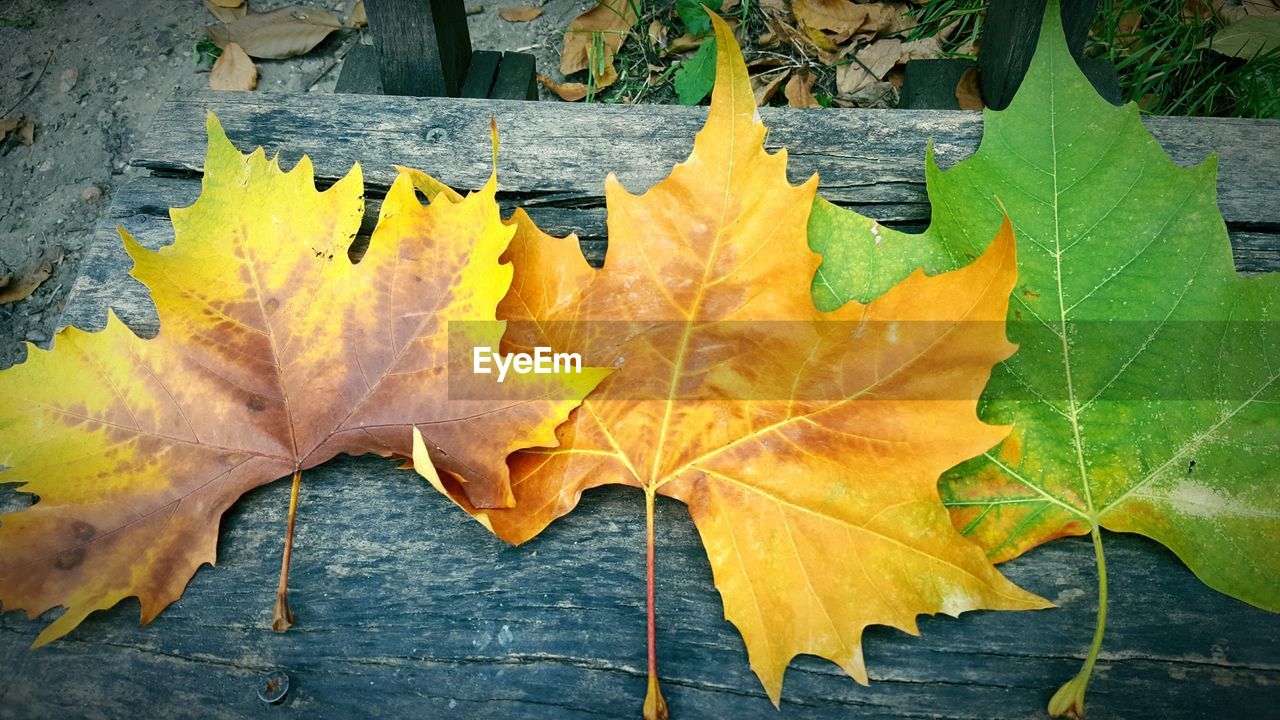 Directly above shot of leaves during autumn