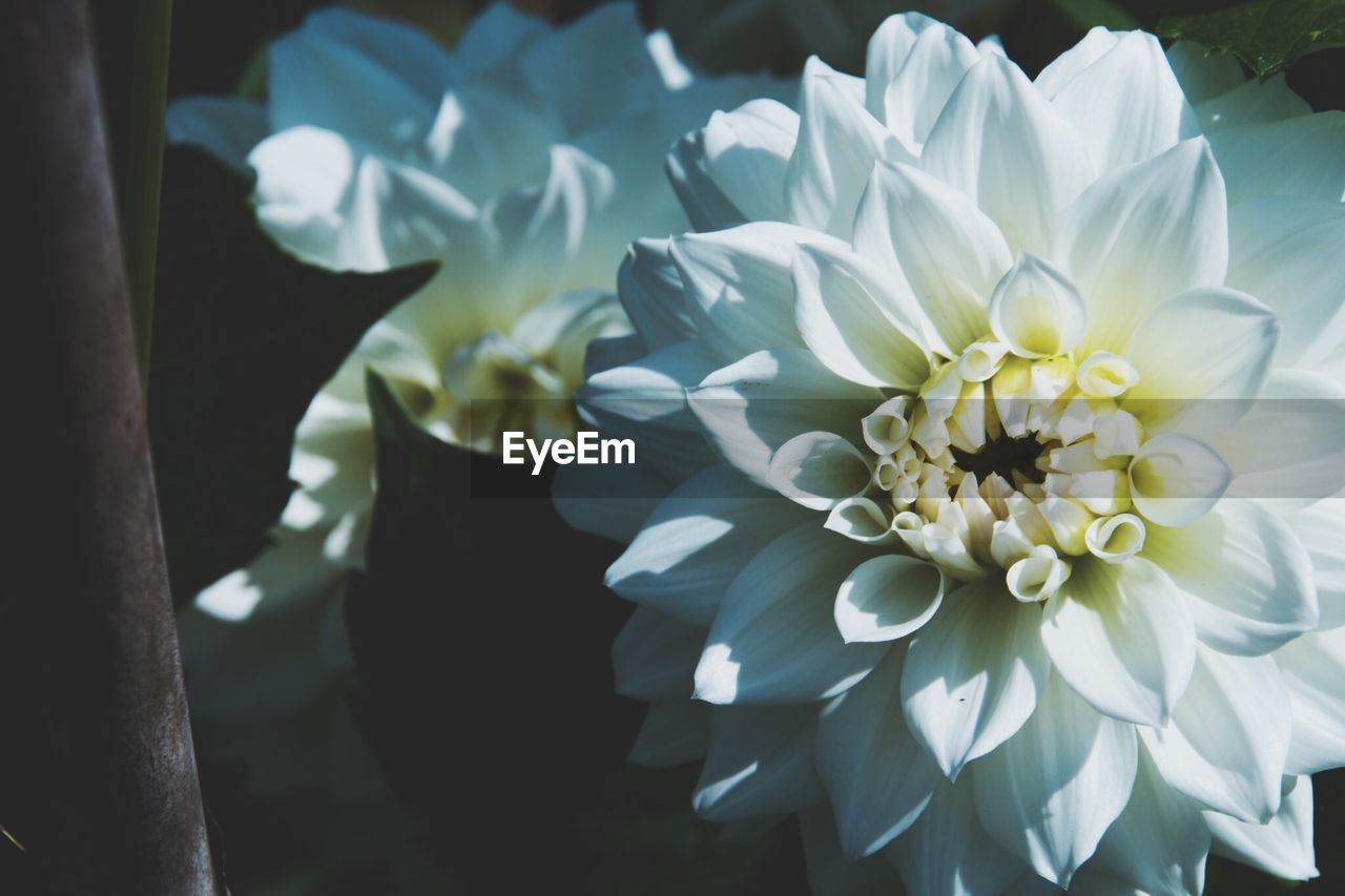 Close-up of white dahlia flowers