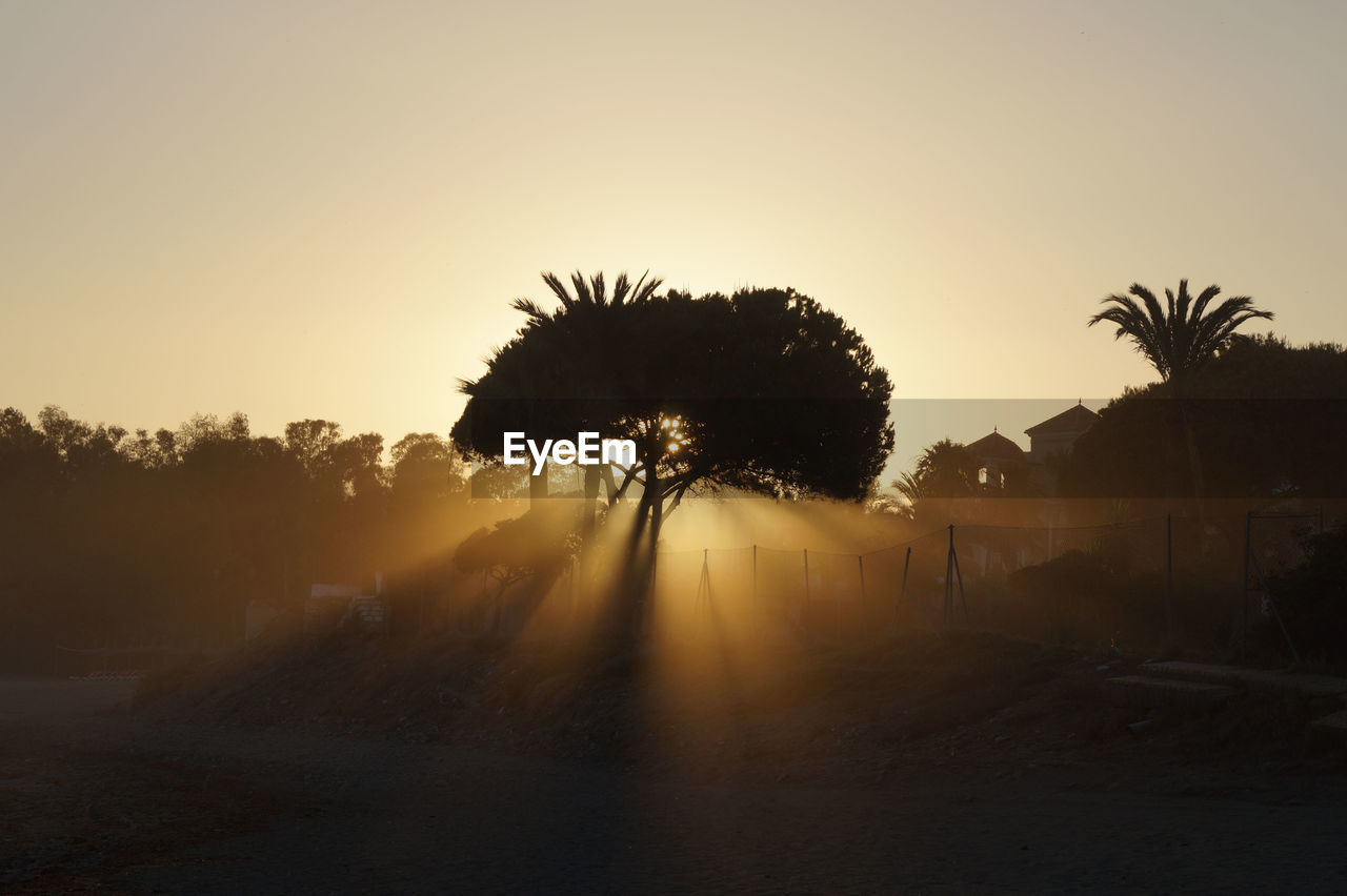 Silhouette palm trees against clear sky during sunset