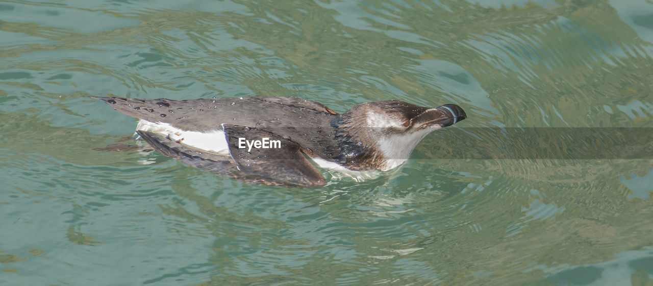 High angle view of razorbill swimming in water