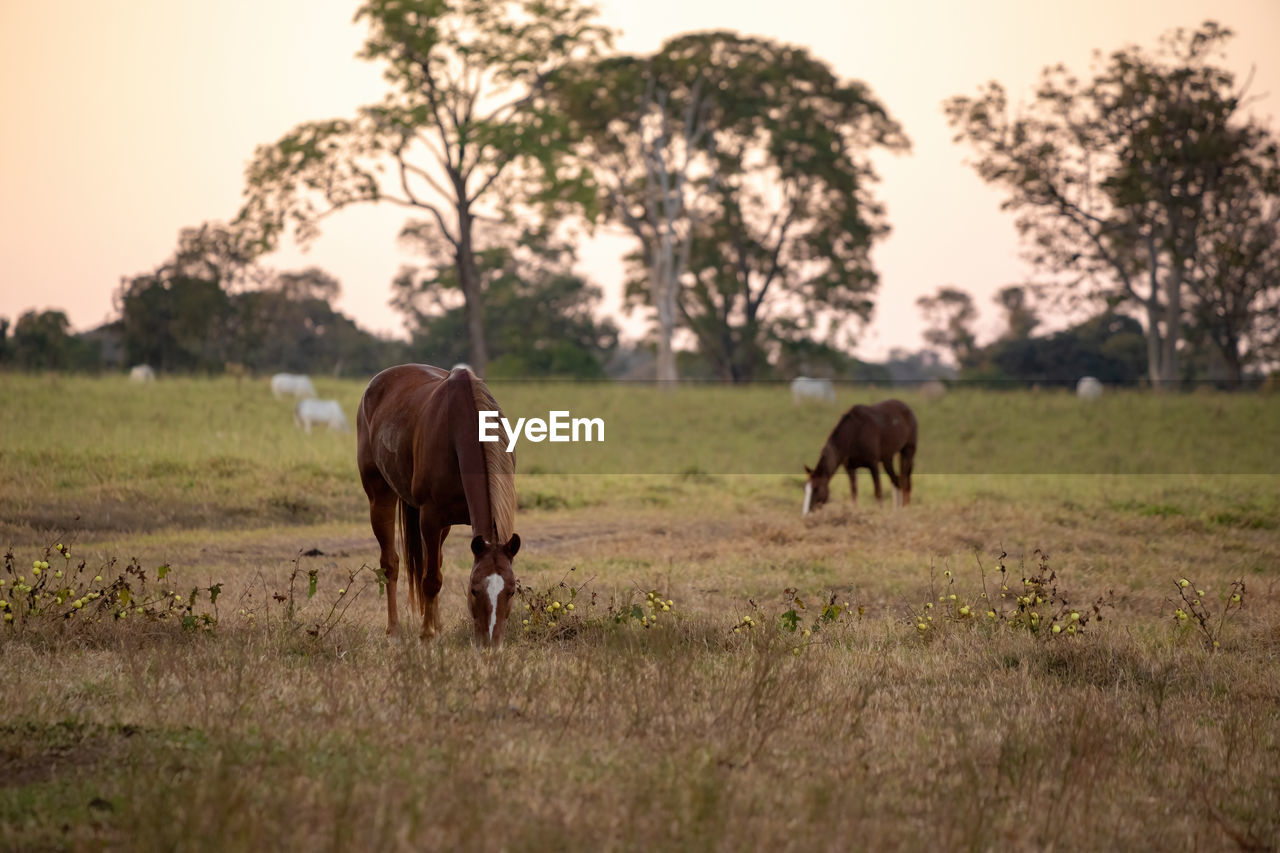 VIEW OF HORSES GRAZING IN FIELD