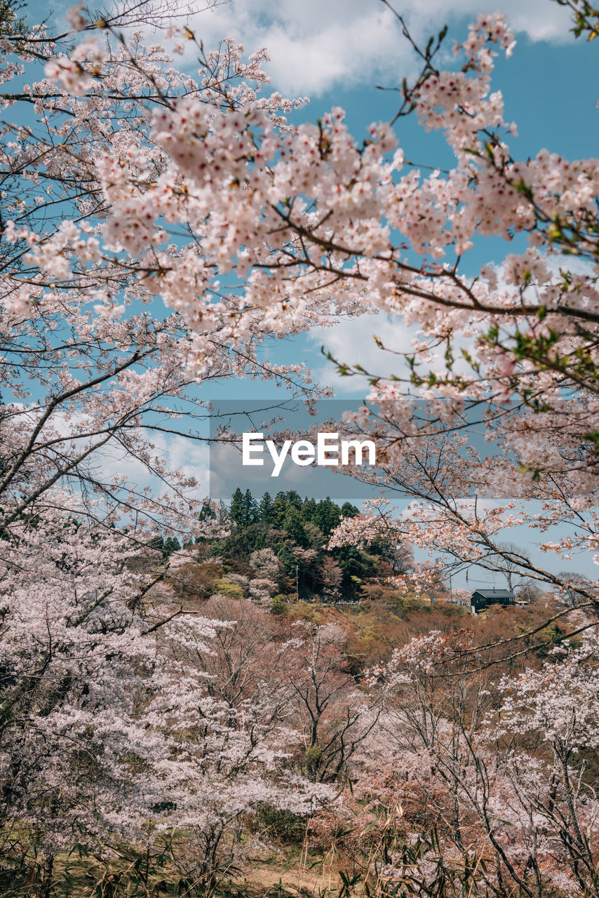 Low angle view of flowering tree against sky