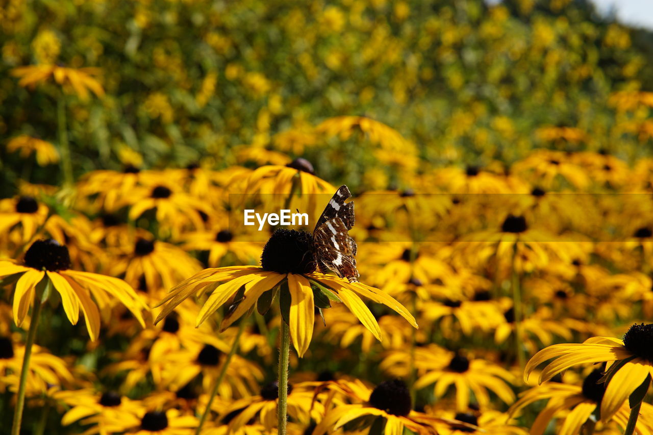 BUTTERFLY POLLINATING ON FLOWER