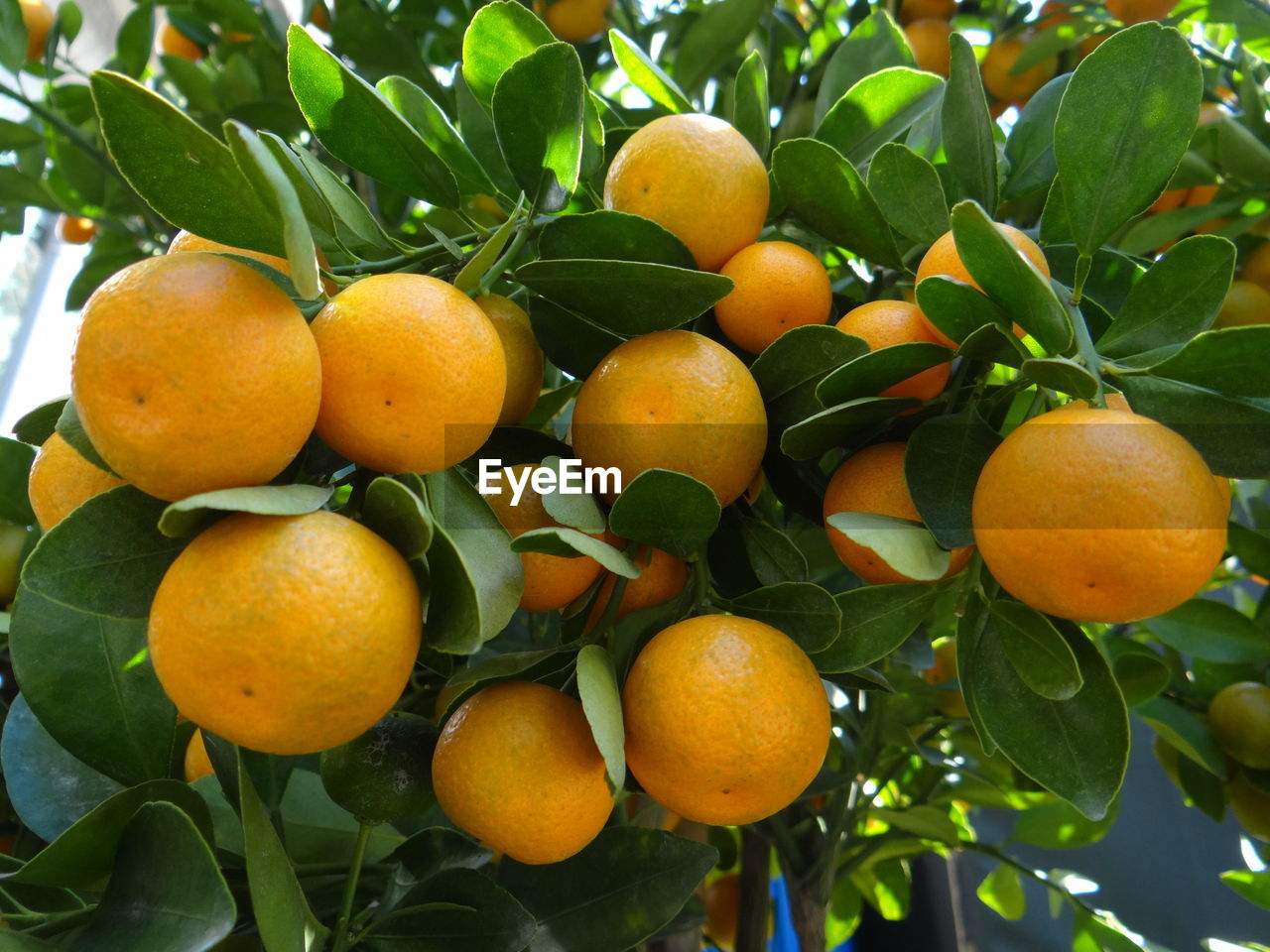 Close-up of oranges growing on tree