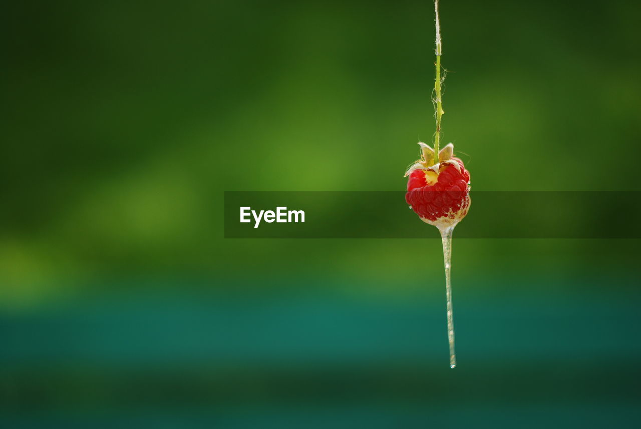 Close-up of icicle on raspberry