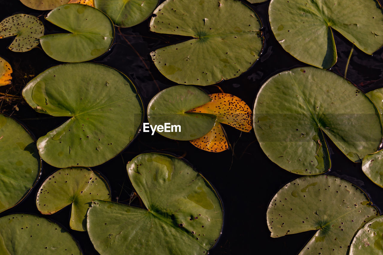 HIGH ANGLE VIEW OF LEAVES IN WATER