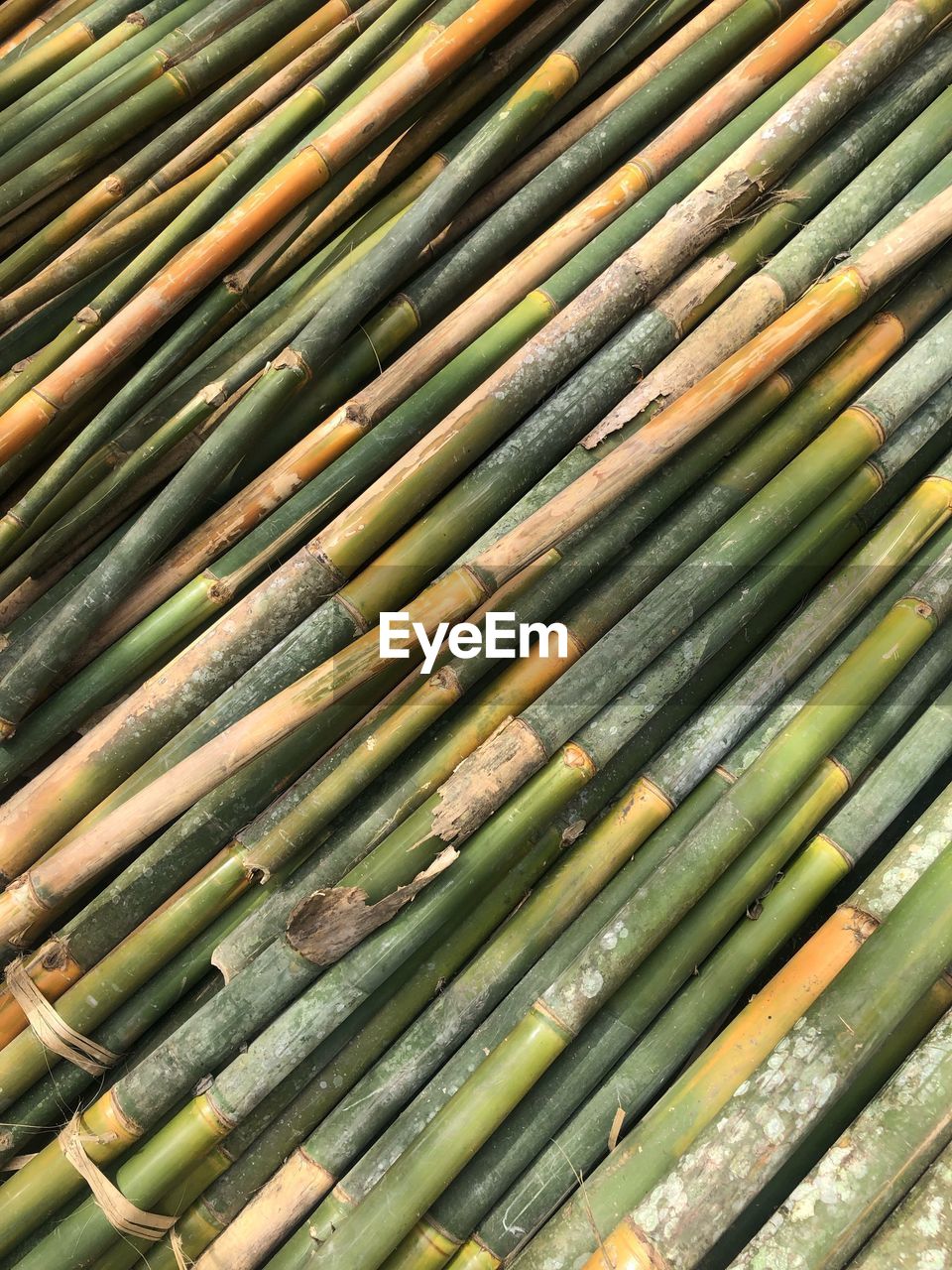 Full frame shot of bamboo plants