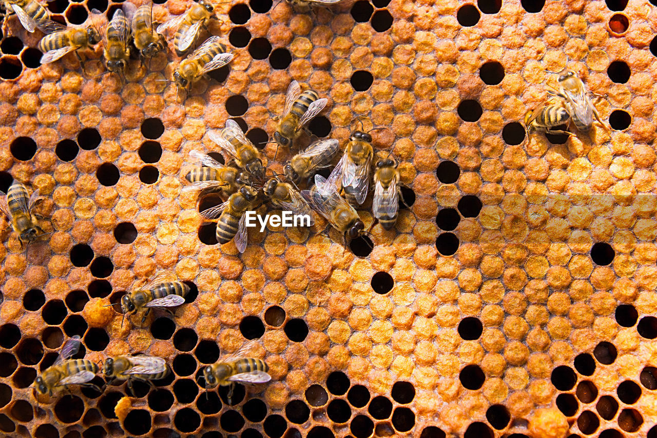 Close-up of honey bees on comb