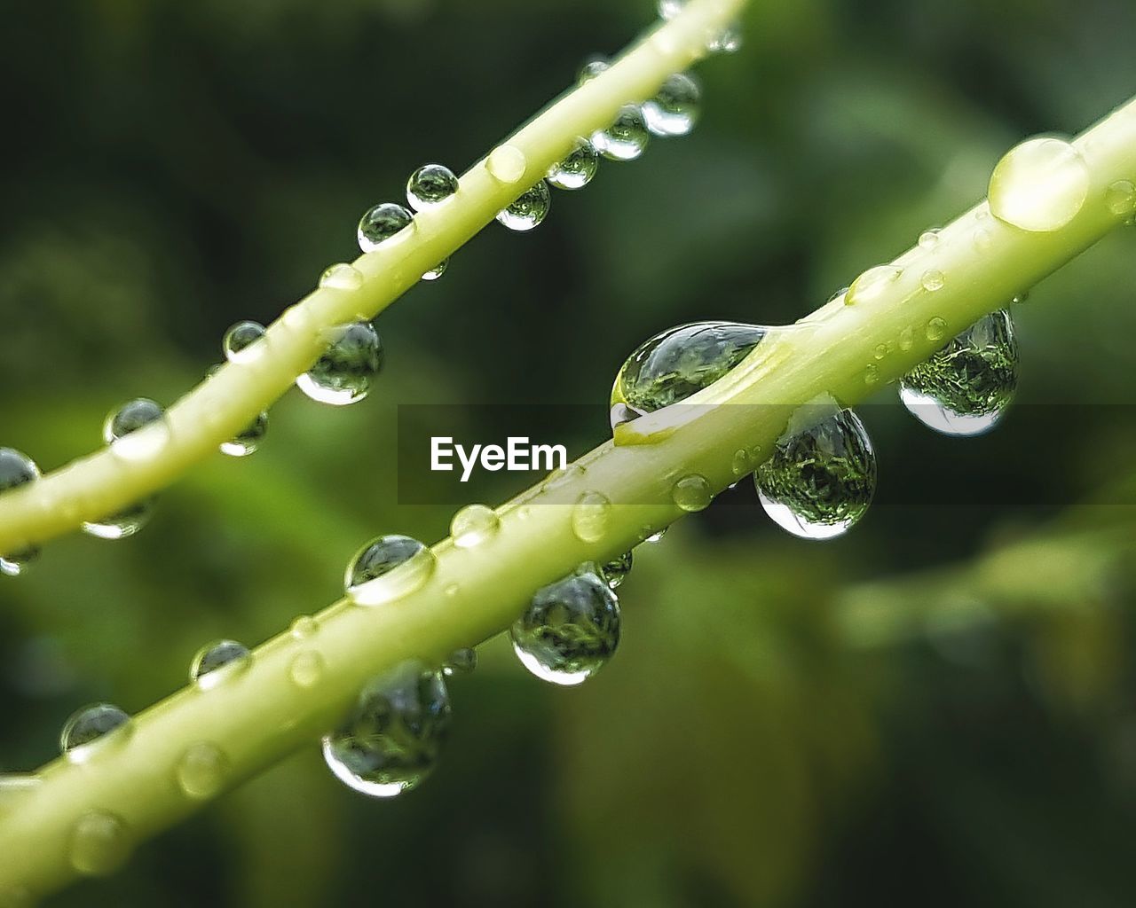 Close-up of water drops on plant