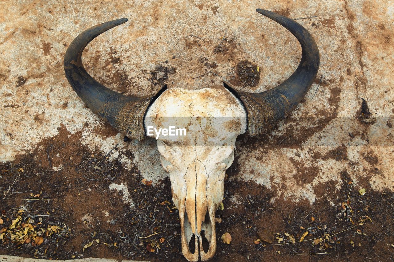 Directly above view of animal skull on rock