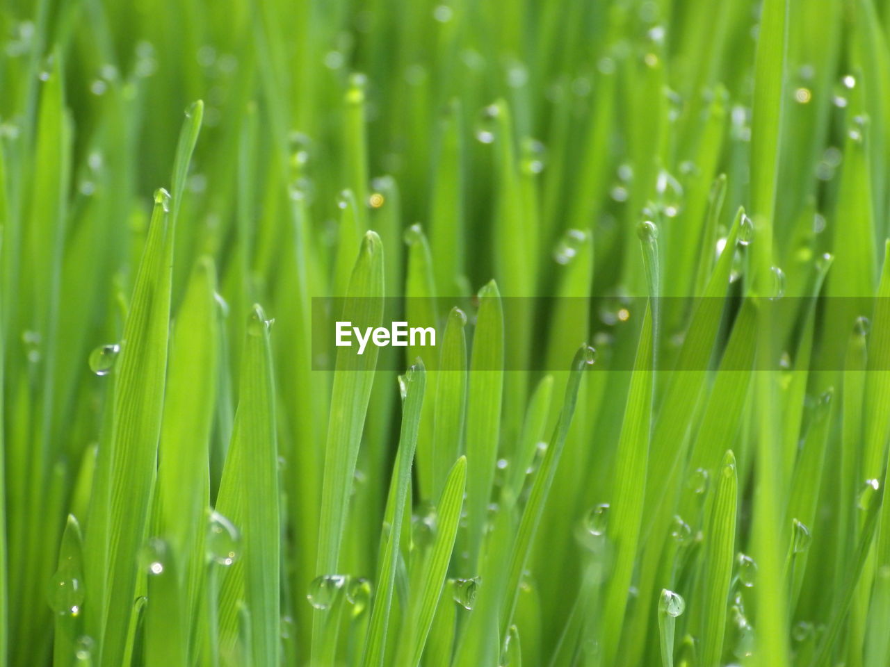 green, plant, growth, nature, grass, backgrounds, wheatgrass, beauty in nature, grassland, lawn, drop, wet, water, no people, full frame, freshness, field, close-up, moisture, blade of grass, environment, land, plant stem, dew, meadow, outdoors, leaf, agriculture, selective focus, day, macro photography, lush foliage, foliage, rain, landscape, flower, tranquility, plant part, crop