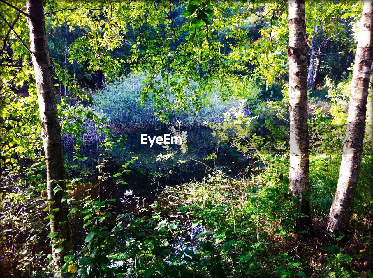 High angle view of trees by stream in forest