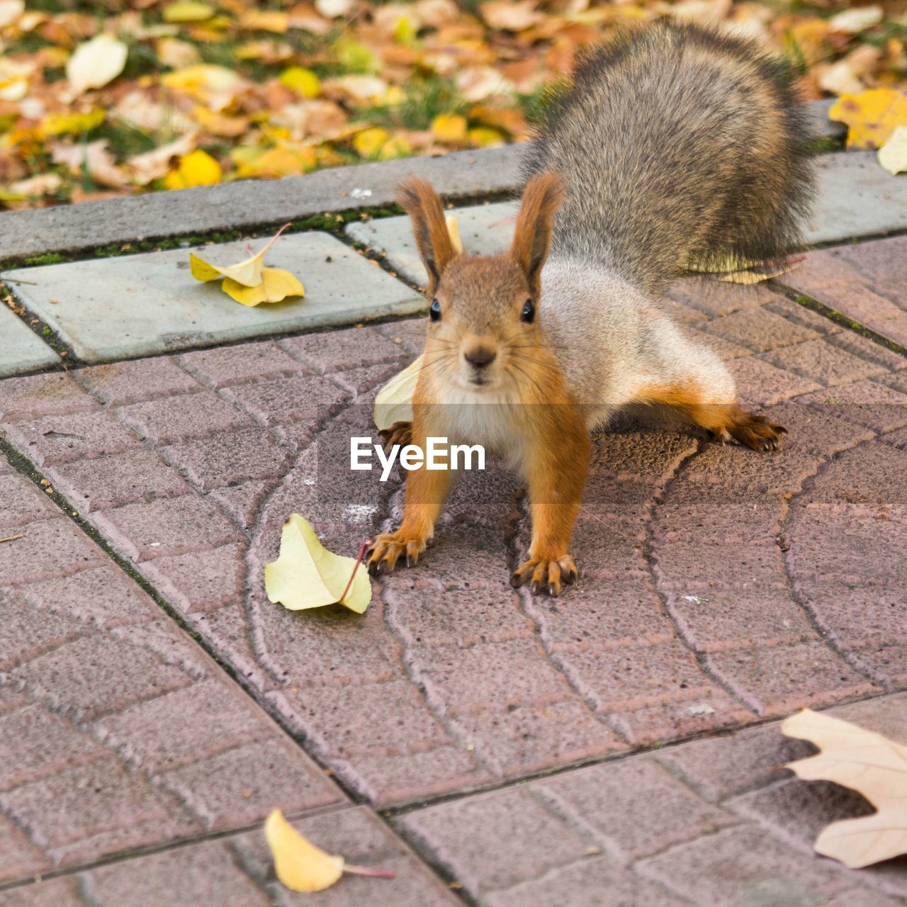 Squirrel on pavement