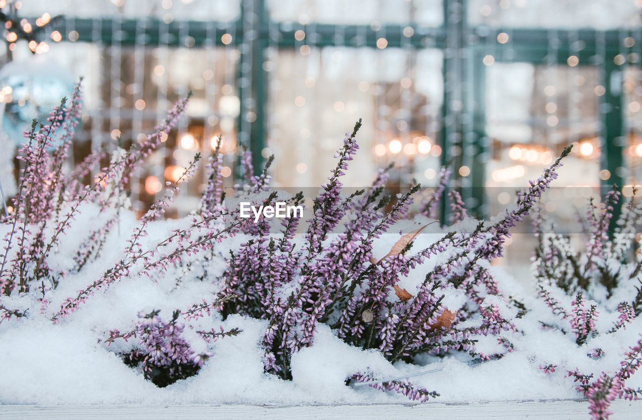 Frozen plant on field during winter