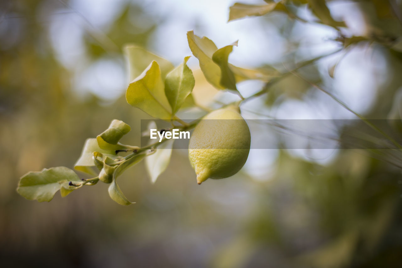 Close-up of fruit growing on tree