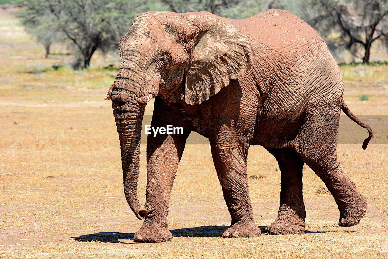 CLOSE-UP OF A ELEPHANT