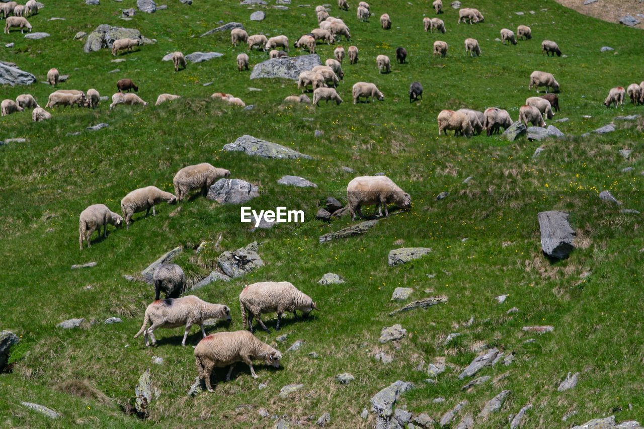 SHEEP GRAZING ON PASTURE