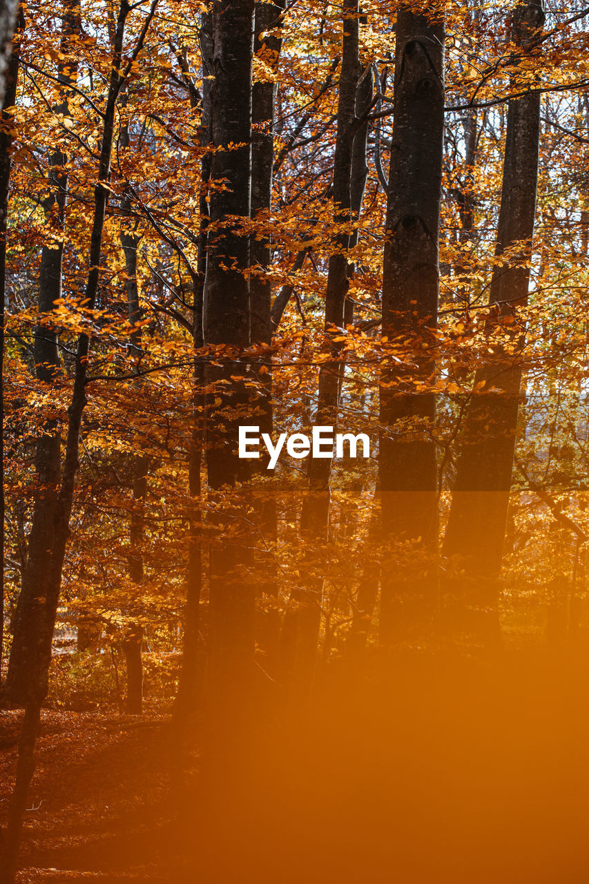 TREES ON FOREST DURING AUTUMN