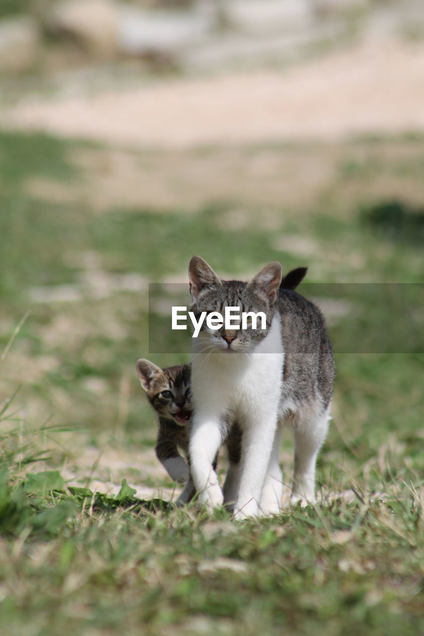 Close-up portrait of cats