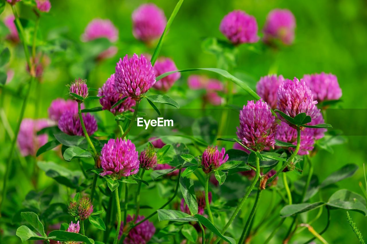 close-up of purple flowers blooming outdoors