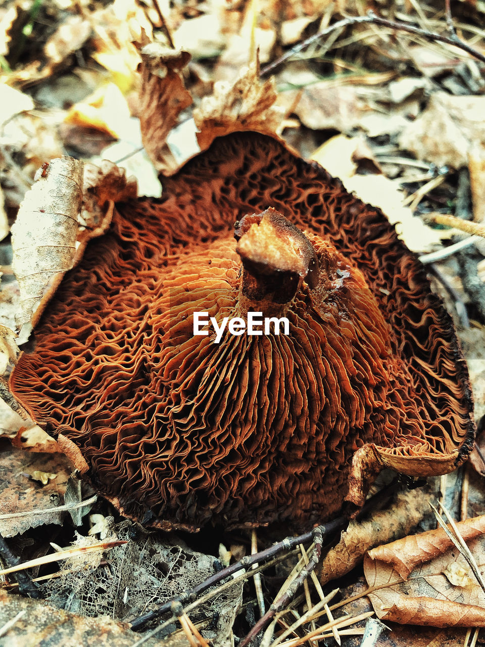 HIGH ANGLE VIEW OF BIRD IN NEST ON FIELD