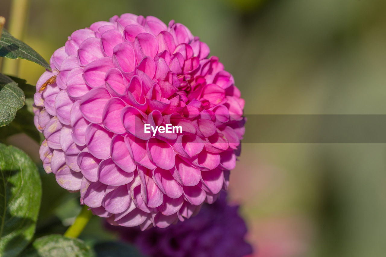 flower, flowering plant, plant, freshness, beauty in nature, close-up, petal, pink, inflorescence, flower head, nature, fragility, growth, plant part, leaf, focus on foreground, no people, springtime, macro photography, outdoors, purple, magenta, day, botany, vibrant color