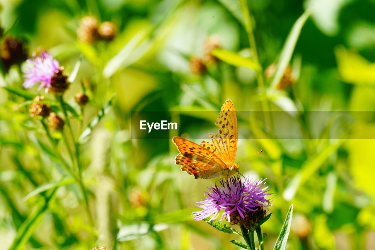 Close-up of butterfly pollinating on purple flower