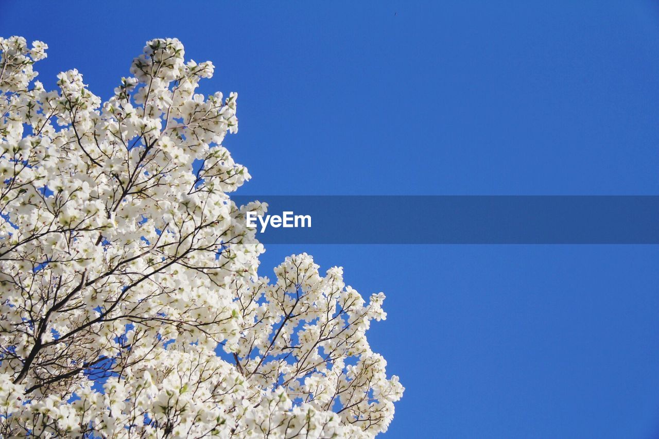 Low angle view of cherry blossom against blue sky