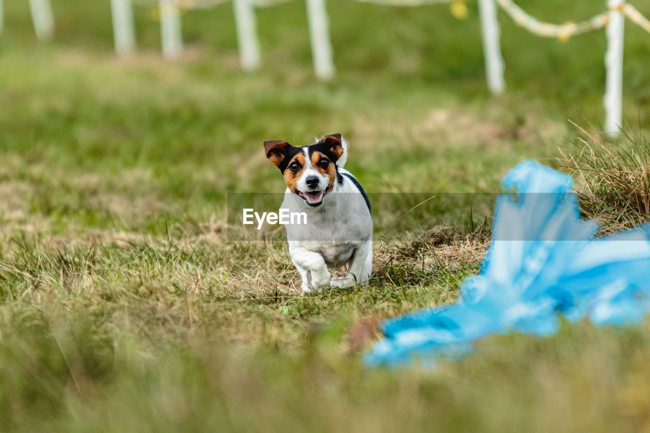 Jack russell terrier running lure coursing competition on field