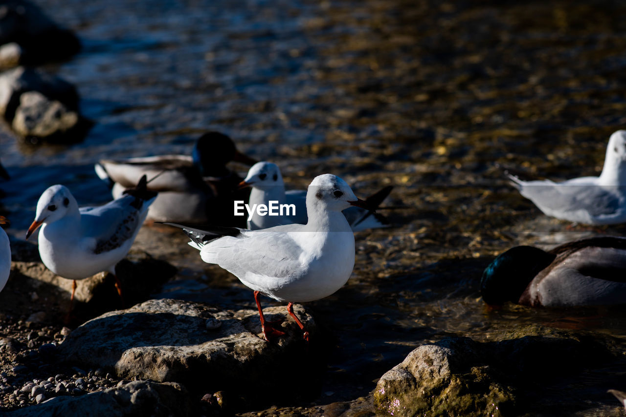 SEAGULL PERCHING ON ROCK