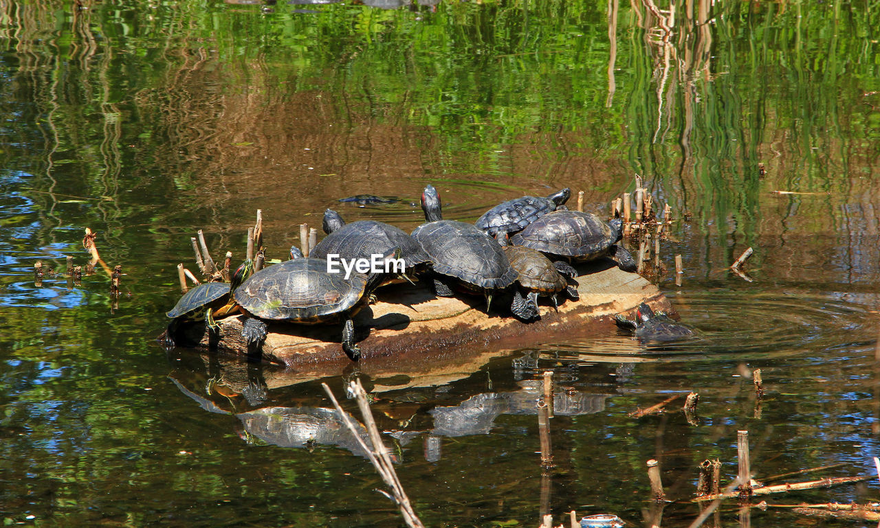 Turtles sunning themselves on a rock
