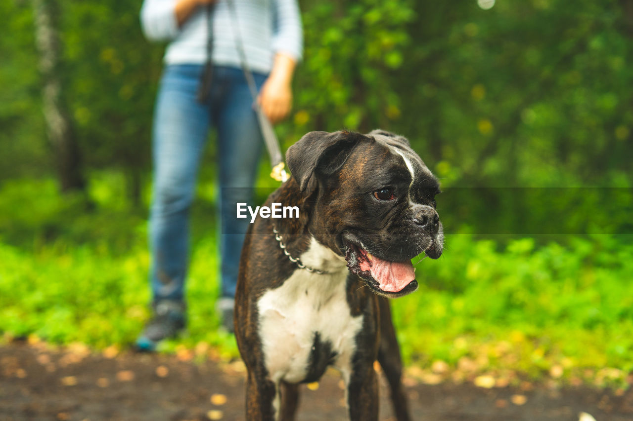 Boxer dog for a walk with the owner.