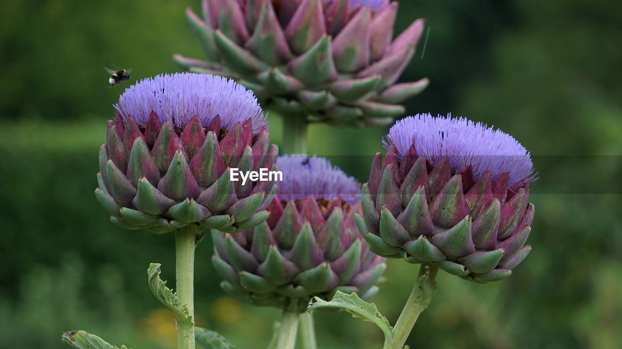 CLOSE-UP OF PURPLE FLOWER