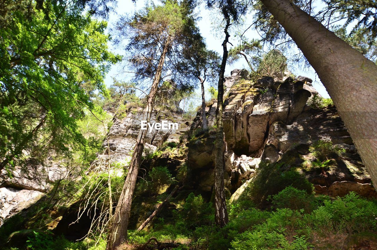 LOW ANGLE VIEW OF TREES