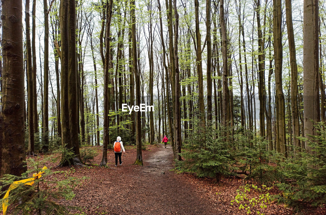  unidentified people hiking or trek towards lubon wielki mountain through forest in poland 