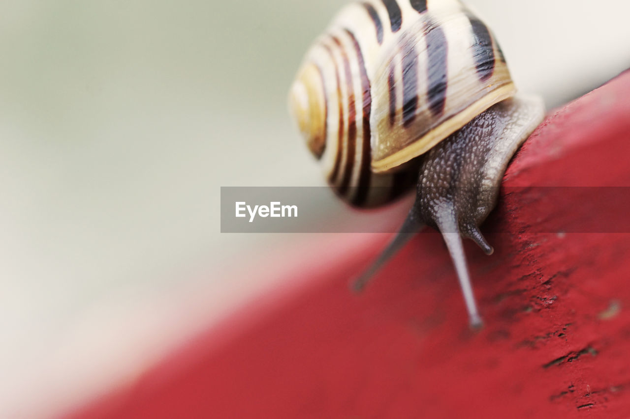 Close-up of snail on wood