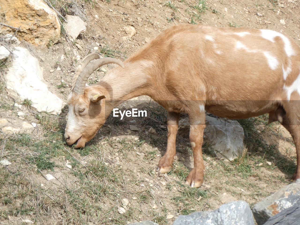 High angle view of sheep on rock