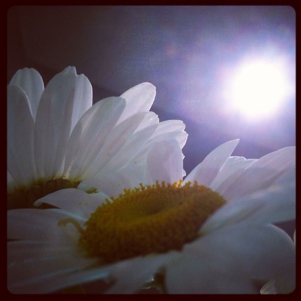 CLOSE-UP OF WHITE FLOWERS BLOOMING OUTDOORS