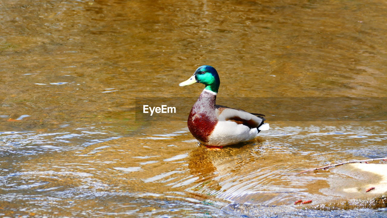 DUCK ON LAKE