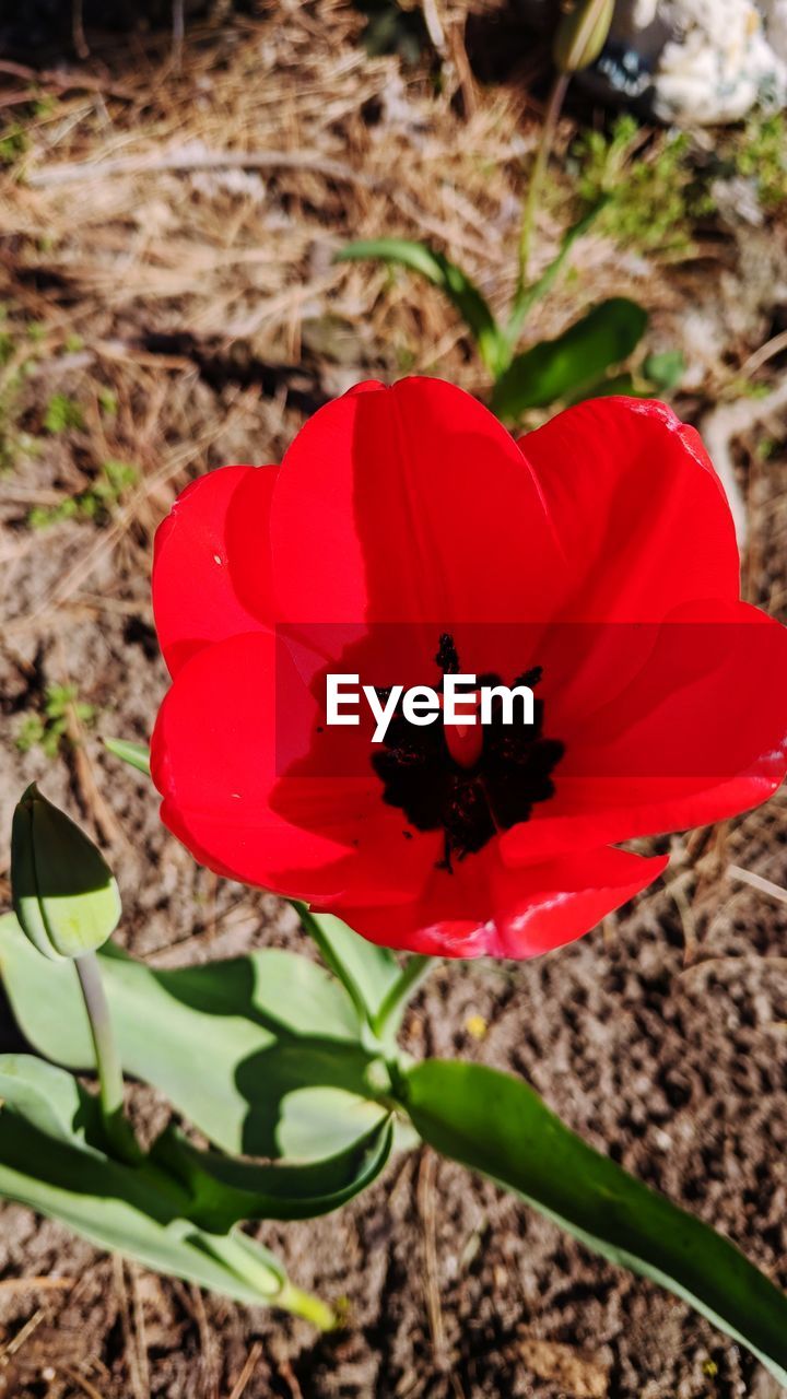 High angle view of red flower