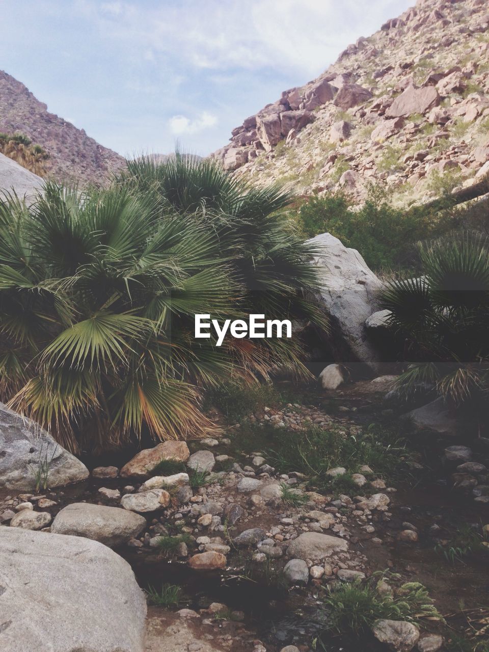 Palm trees growing in rocky mountain