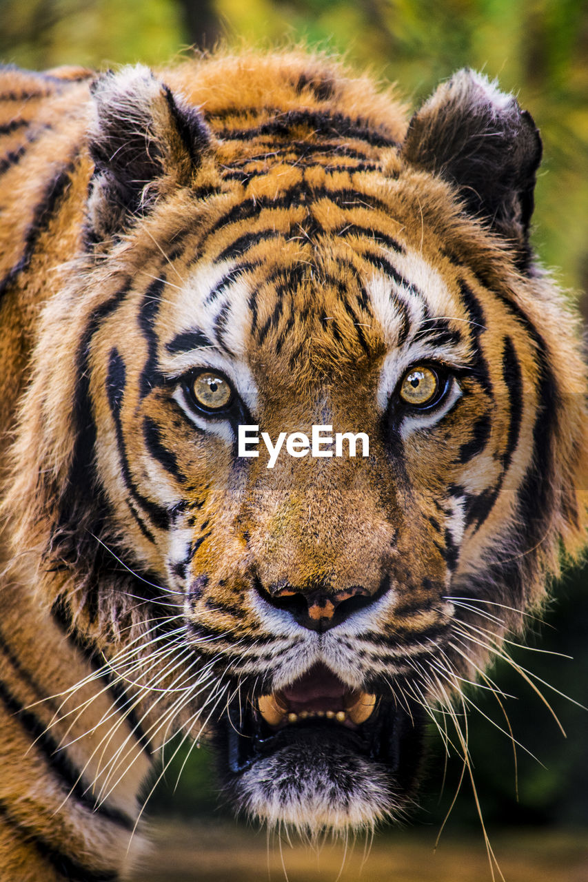 This is a tiger portrait. this menacing tiger have great orange eyes.