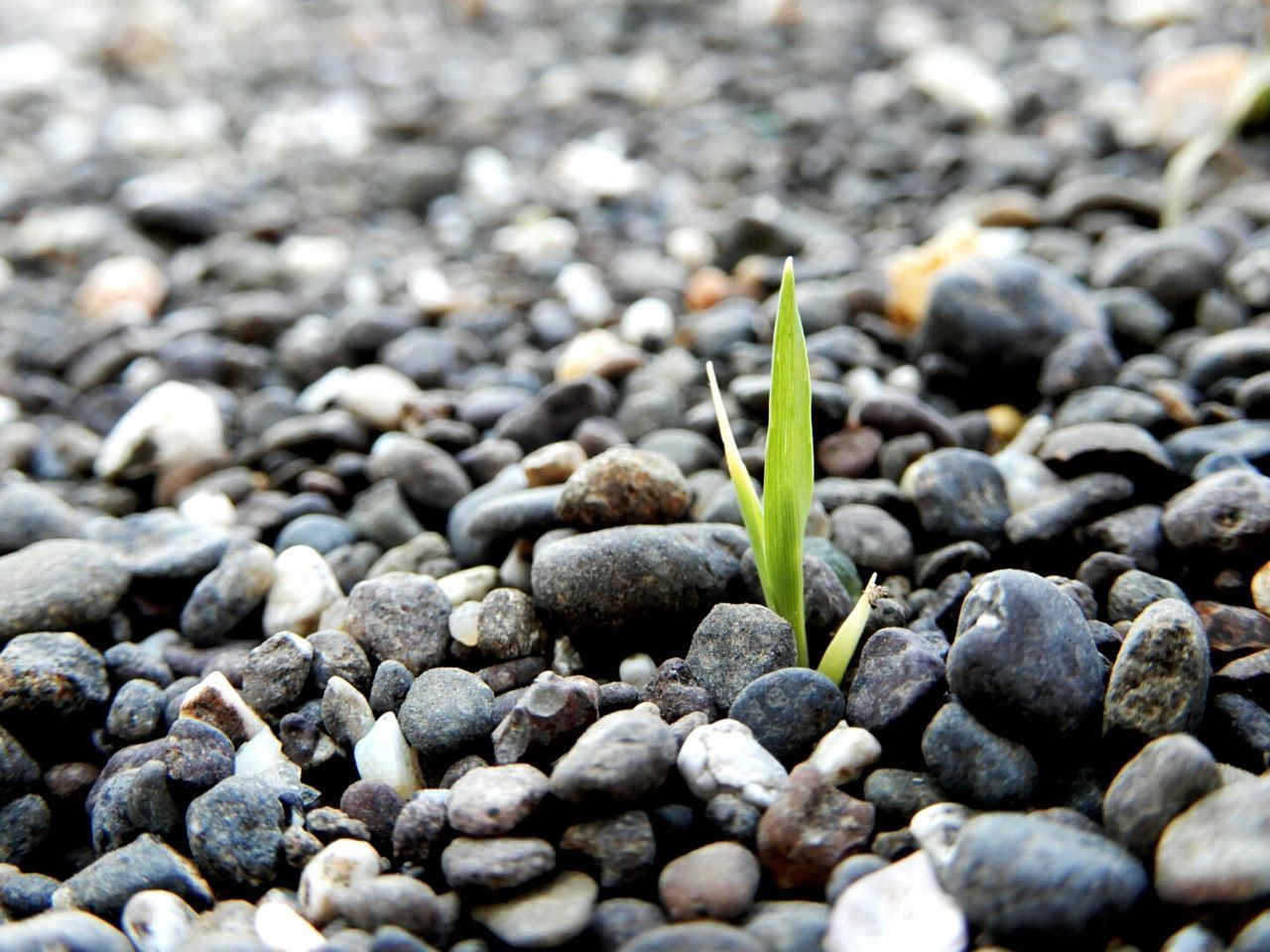 CLOSE-UP OF YOUNG PLANT