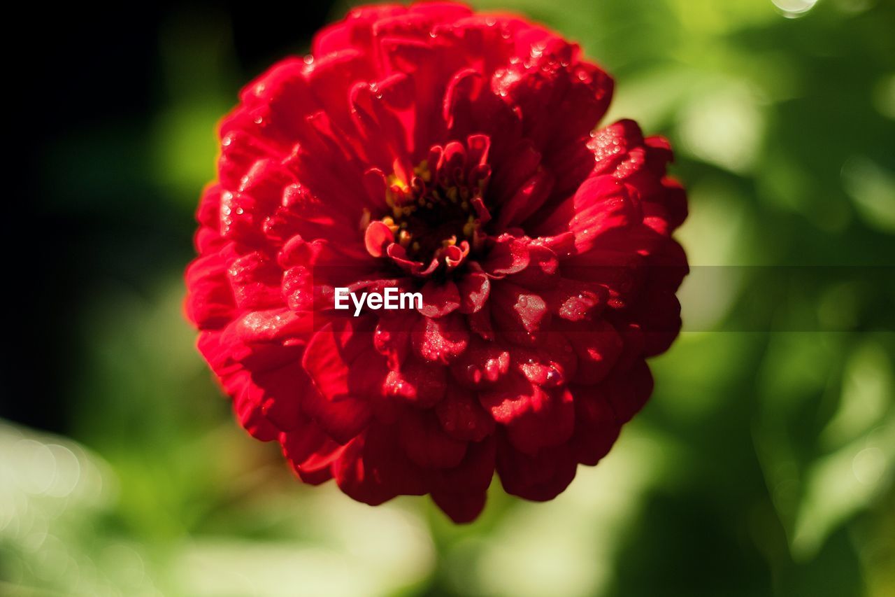 CLOSE-UP OF RED FLOWER BLOOMING