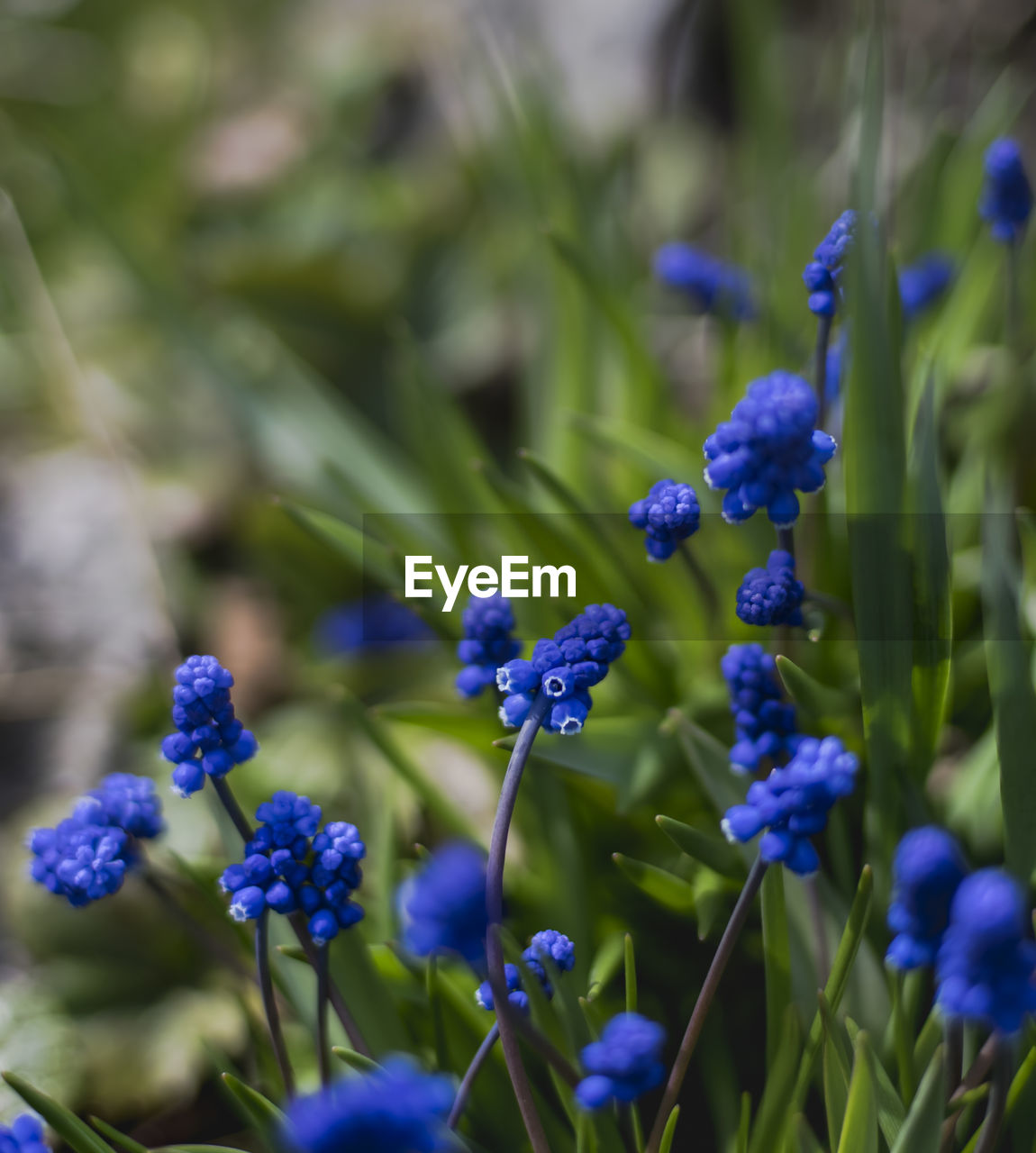 CLOSE-UP OF PURPLE FLOWERING PLANT